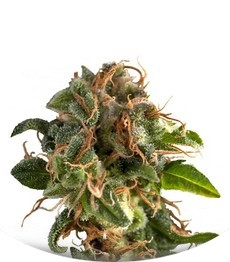 Сорт Fresh Candy fem (Pyramid Seeds)