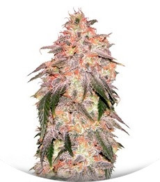 Сорт Aurora Indica fem (Nirvana Seeds)