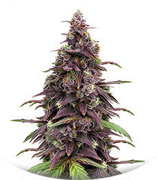Сорт Keepers OG Autoflower fem (Seedkeepers)
