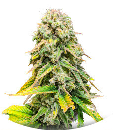 Сорт Fat Banana fem (Royal Queen Seeds)