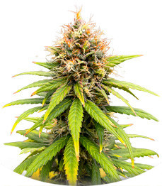 Сорт Lemon Drizzle fem (Barney's Farm)