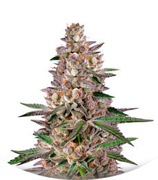 Сорт Gorila fem (Pyramid Seeds)