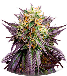 Сорт Jealousy fem (Original Sensible Seeds)