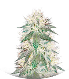 Сорт Critical Impact fem (Vision Seeds)