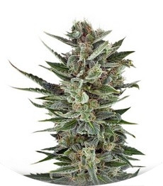 Сорт Quick One auto fem (Royal Queen Seeds)