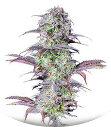 Сорт Original Blackberry auto fem (FastBuds)