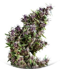 Purple Paro Valley fem (Mandala Seeds)