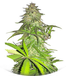 Lord Kush fem (Delicious Seeds)