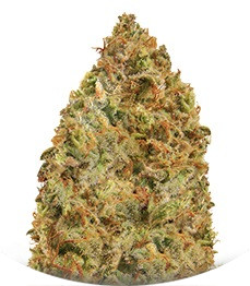 Сорт Mind Cantrol fem (Dr. Krippling Seeds)