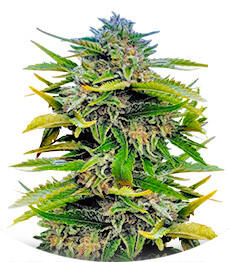 Сорт Trainwreck Fast Version fem (Seedkeepers)