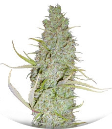 Сорт C99 fem (Female Seeds)