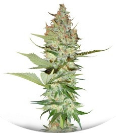 Wonder Woman regular (Nirvana Seeds)