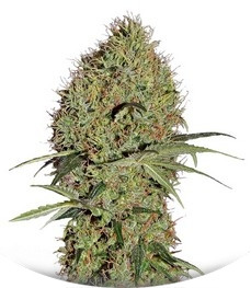 Сорт Super Bud Auto fem (Green House Seeds)