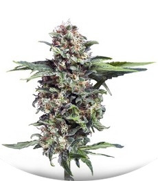 Сорт Auto Alpujarrena fem (Pyramid Seeds)