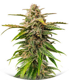 Wedding Crasher Auto fem (High Speed ​​Buds)