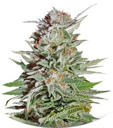 Сорт Super Lemon Haze Auto fem (Green House Seeds)