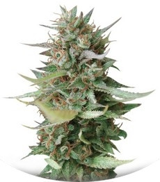 Strawberry Blue fem (World of Seeds)