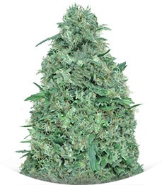 Сорт Patel's Cornershop Surprise fem (Dr. Krippling Seeds)