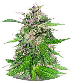 Jealousy Kush fem (Seedkeepers)