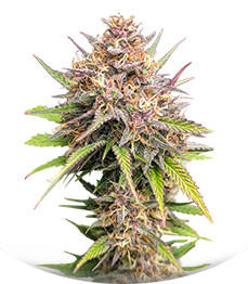 Purple Punch F1 fem (Seedkeepers)