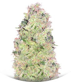 Ramses fem (Pyramid Seeds)