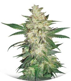 Colombian Gold Ryder auto (Sweet Coffee Ryder) fem (World of Seeds)