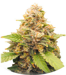 Lord Kush Early Version fem (Delicious Seeds)