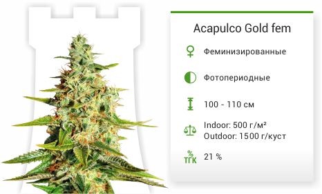 Сорт марихуаны Acapulco Gold Acapulco Gold от Barney's Farm