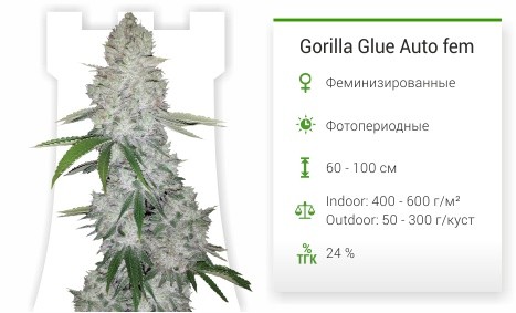 Сорт марихуаны Gorilla Glue Auto Gorilla Glue Auto от FastBuds