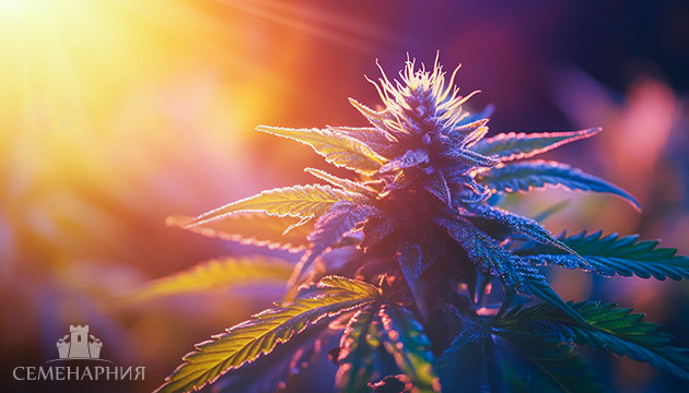 Освещение конопли