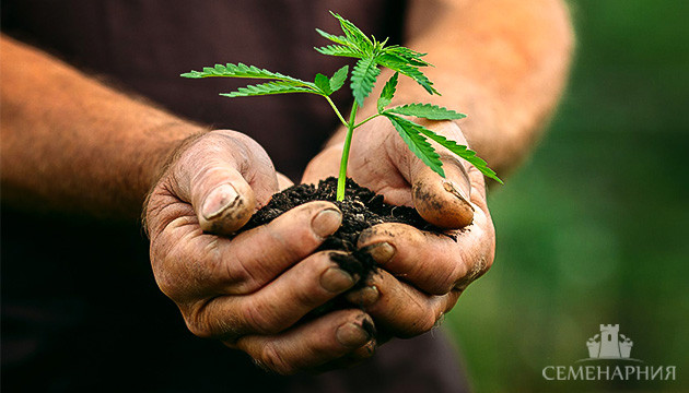 Почва для выращивания конопли Грунт для марихуаны