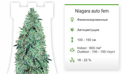 Сорт марихуаны Niagara Auto Niagara auto от Doctor’s Choiсe