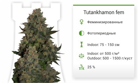 Сорт марихуаны Tutankhamon Tutankhamon от Pyramid Seeds