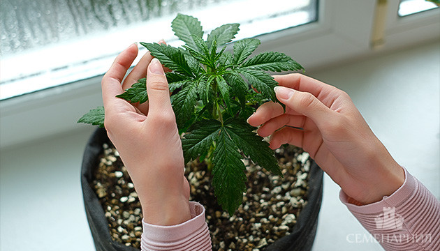 Индорное выращивание конопли Выращивание в индоре